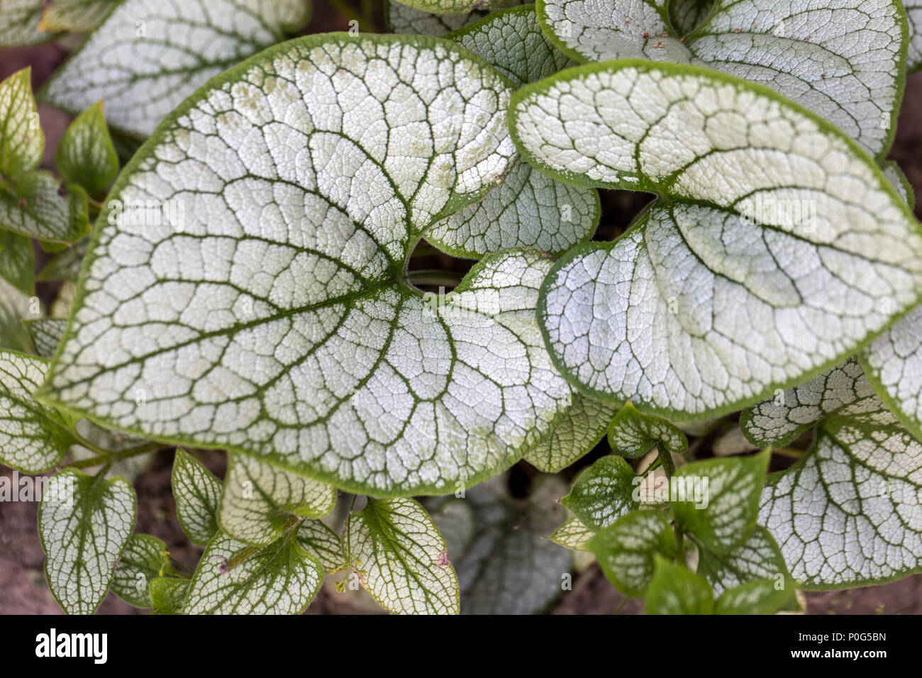 Heartleaf brunnera, Sibirische bugloss (brunnera Macrophylla 'Jack ...