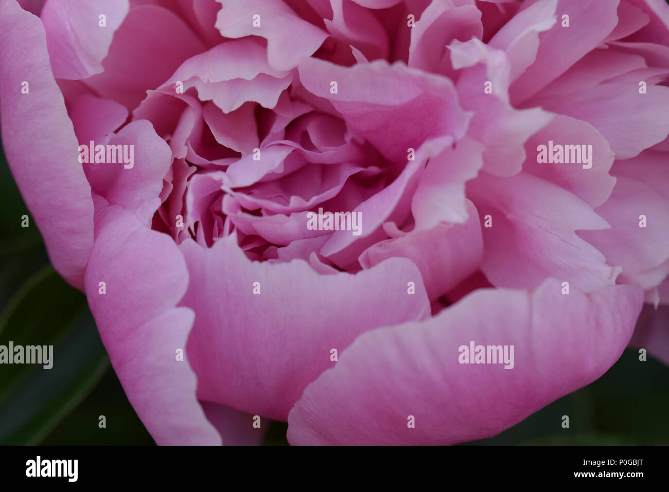 Frühling Pfingstrose Perfektion im Juni Stockfoto