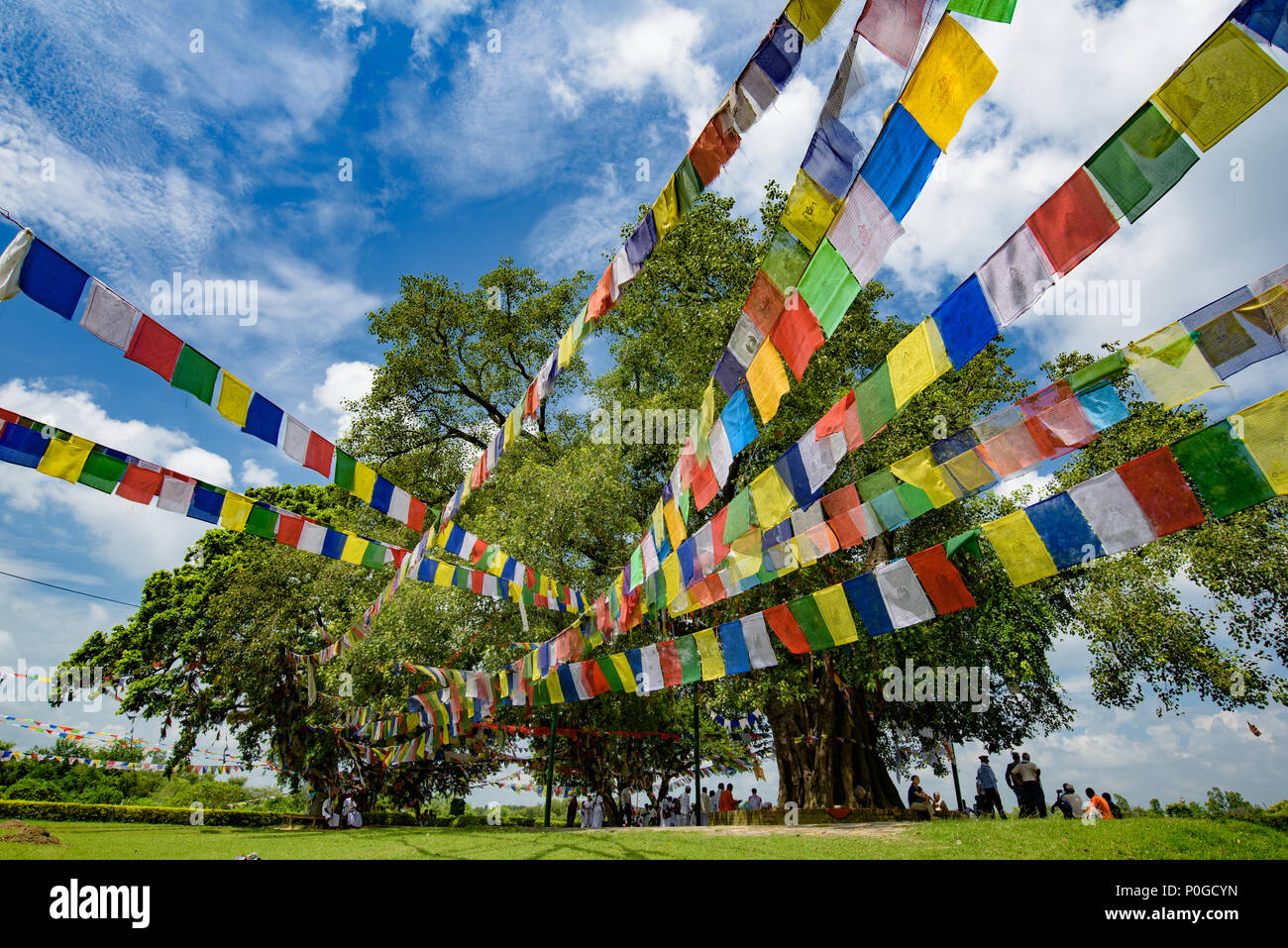 Bodhi-Bäume in Lumbini, Nepal, dem Geburtsort des Buddha Stockfoto