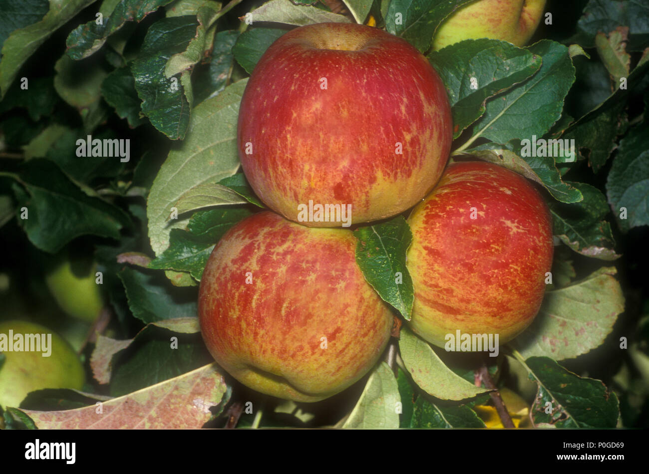 Äpfel, die Anzeichen von MEHLTAU, PODOSPHAERA LEUCOTRICHA Stockfoto