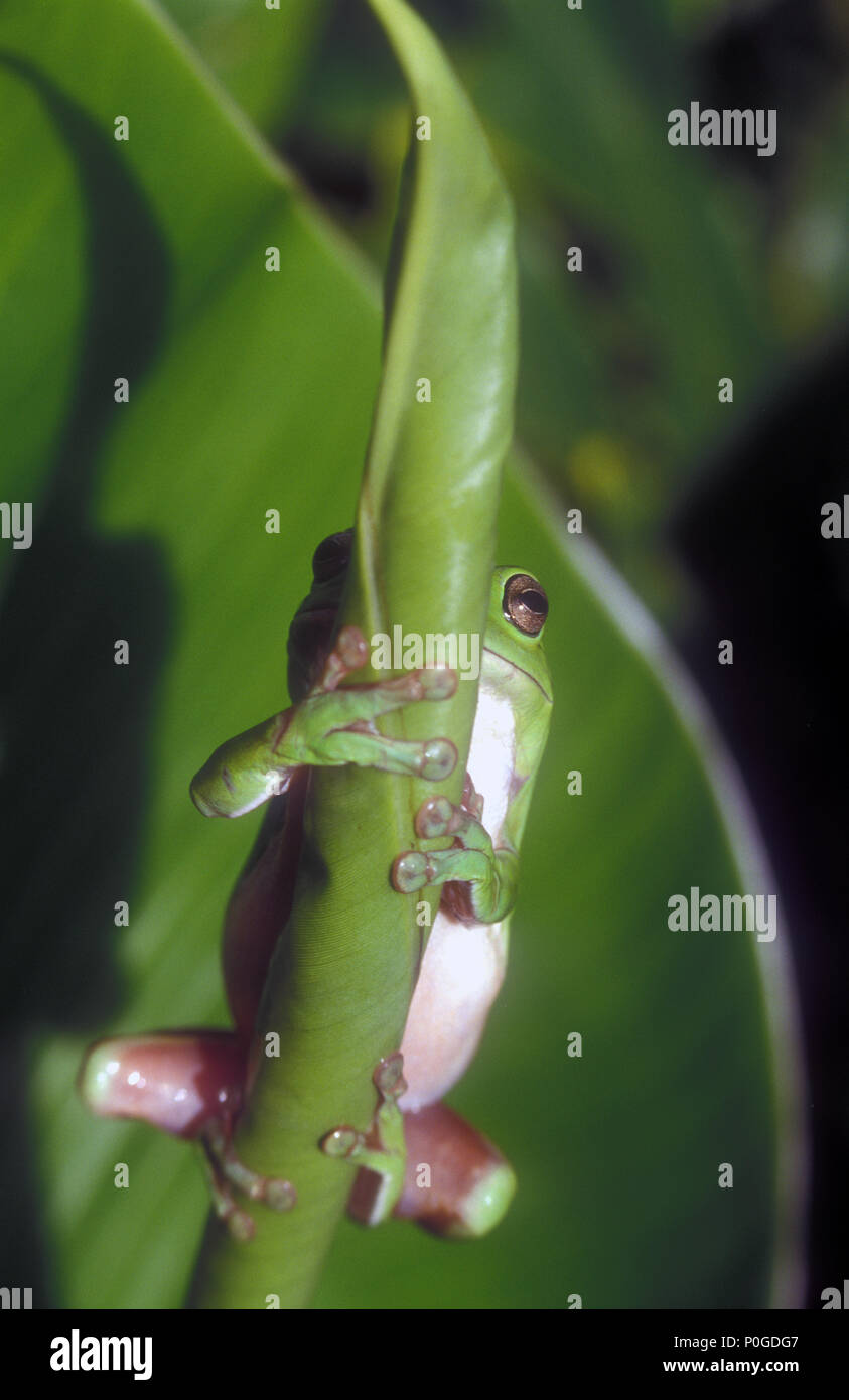 GREEN TREE FROG (Litoria caerulea) festhalten Blatt der Pflanze zu Stockfoto