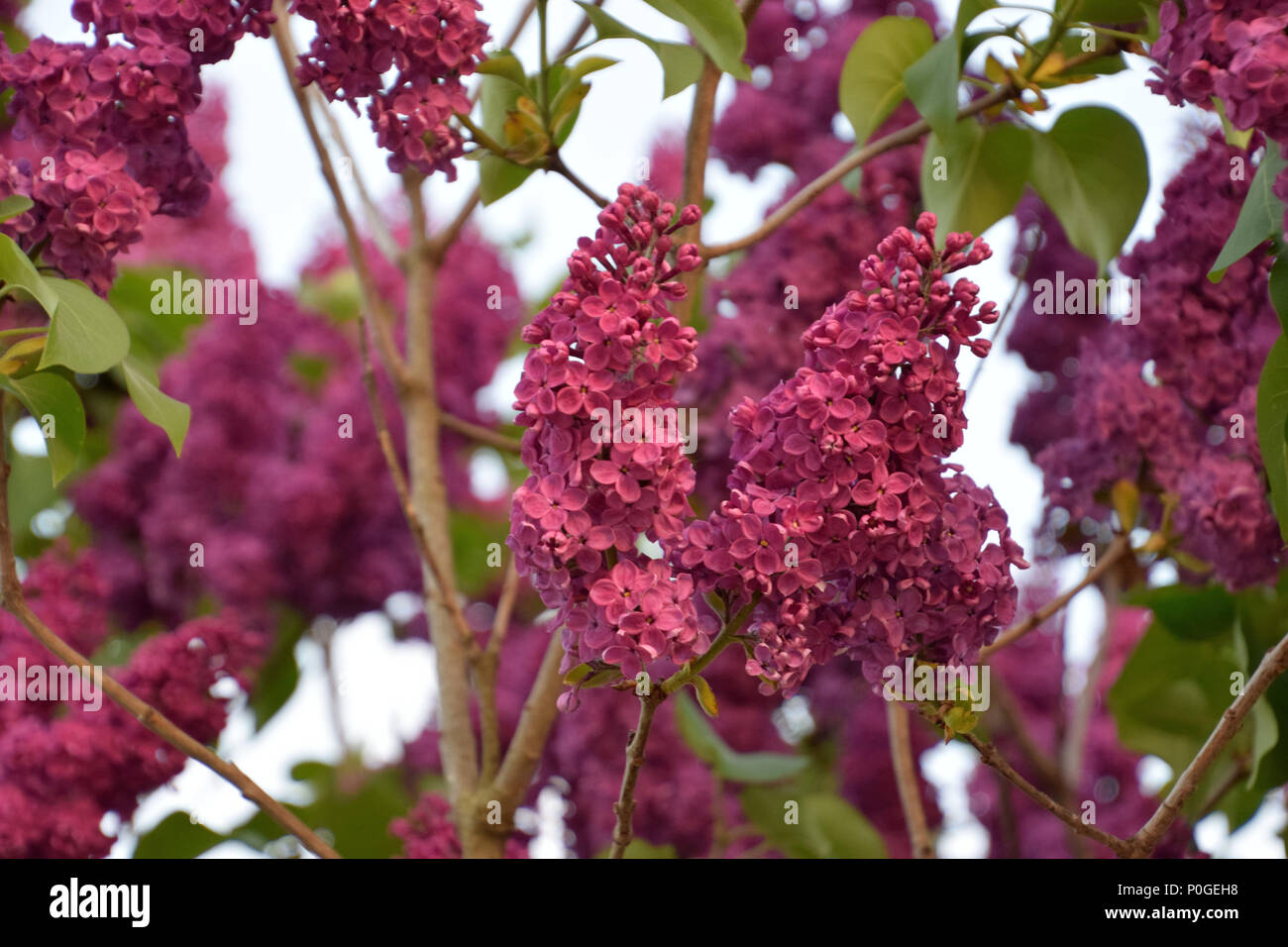 Syringa vulgaris in der Blüte im Mai Stockfoto