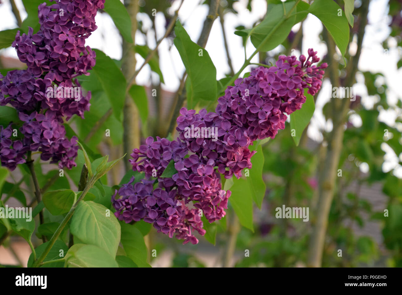 Lila Syringa vulgaris Pflanze Anfang Mai Stockfoto