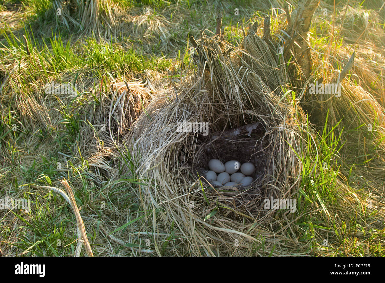 Stockenten Nest in trockenem Gras und der weichen. Ei auftritt Festlegung im April. Ostsee. Kupplung von neun weiße Eier Stockfoto