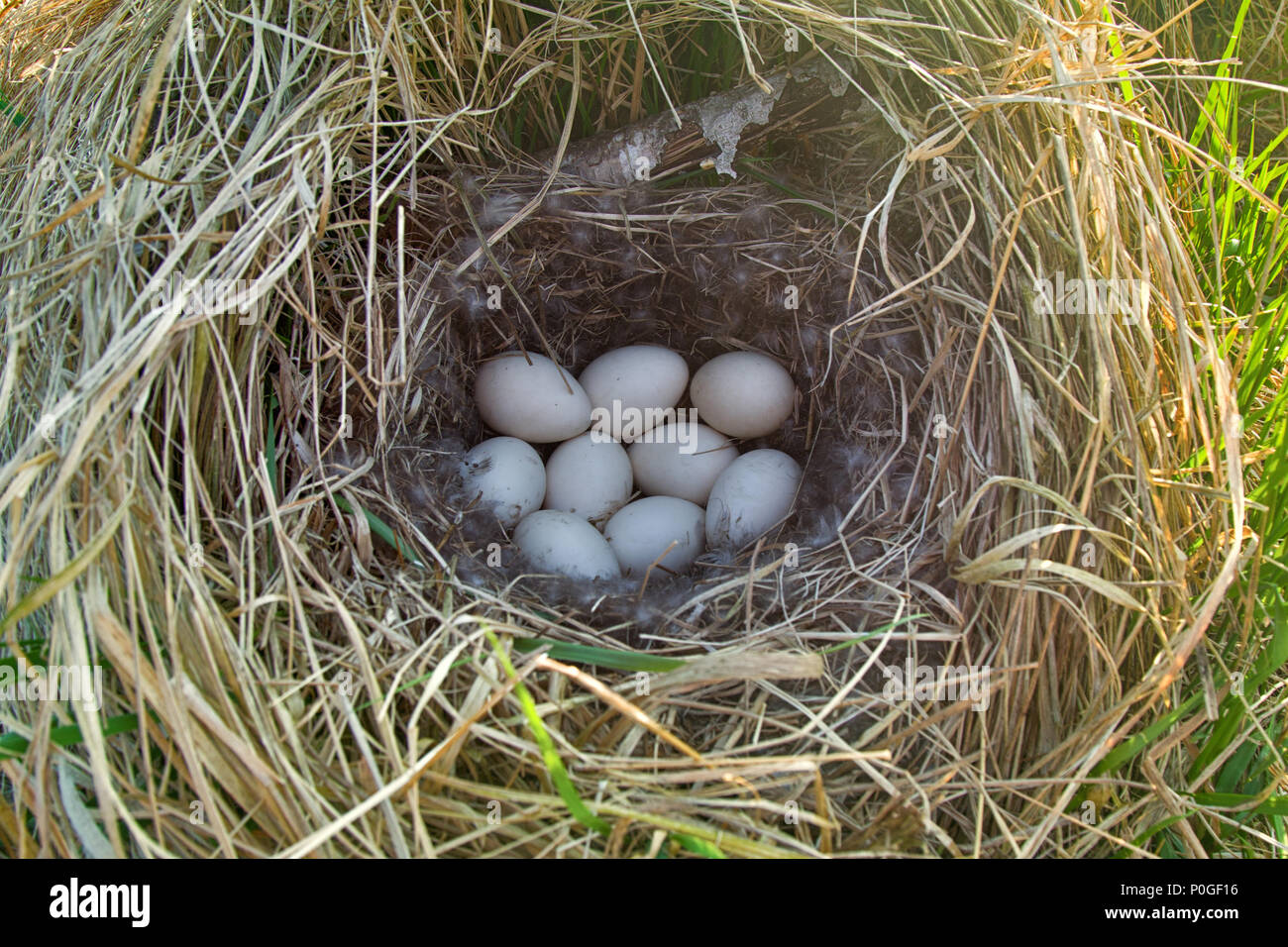 Stockenten Nest in trockenem Gras und der weichen. Ei auftritt Festlegung im April. Ostsee. Kupplung von neun weiße Eier Stockfoto
