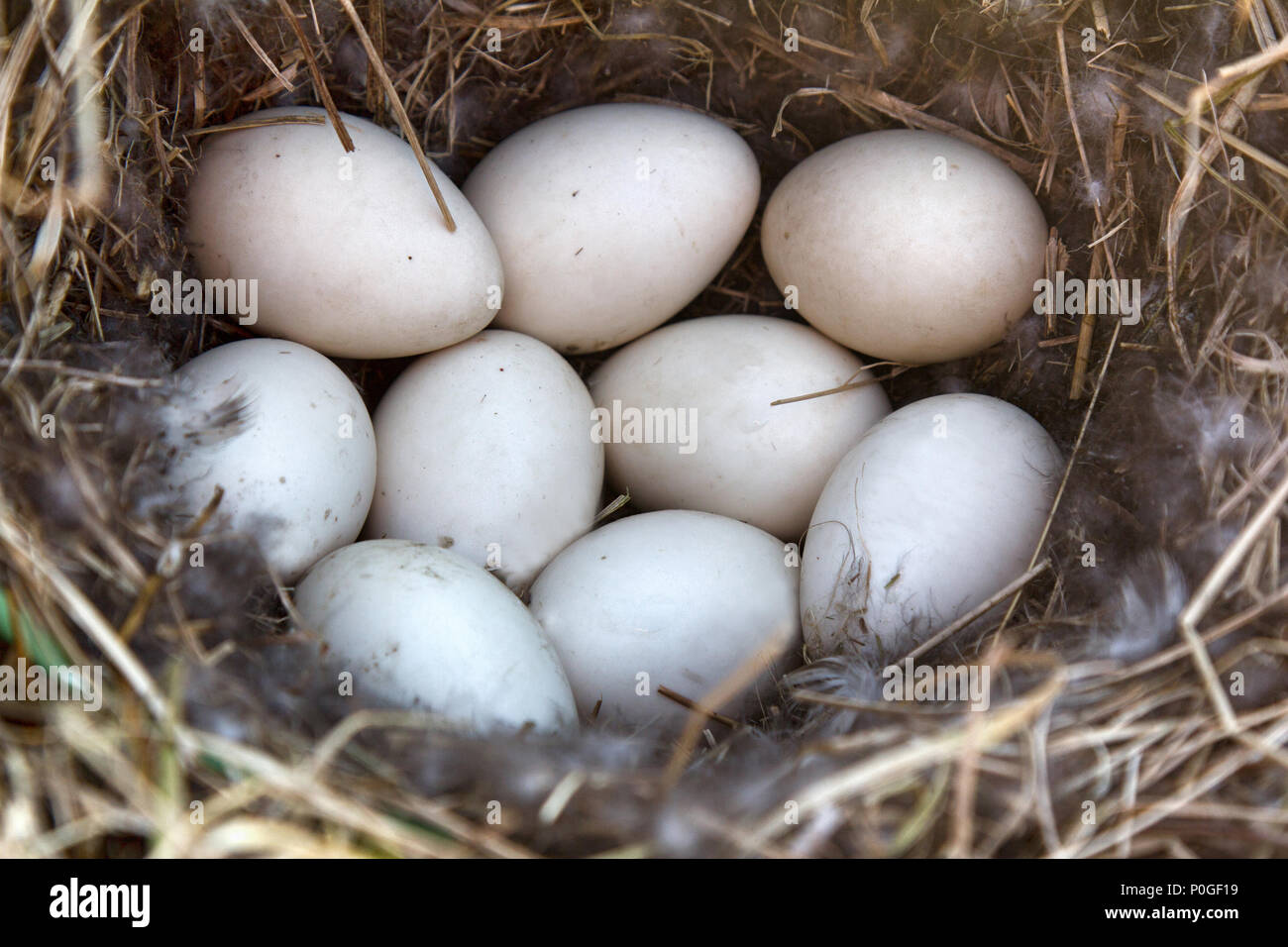 Stockenten Nest in trockenem Gras und der weichen. Ei auftritt Festlegung im April. Ostsee. Kupplung von neun weiße Eier Stockfoto