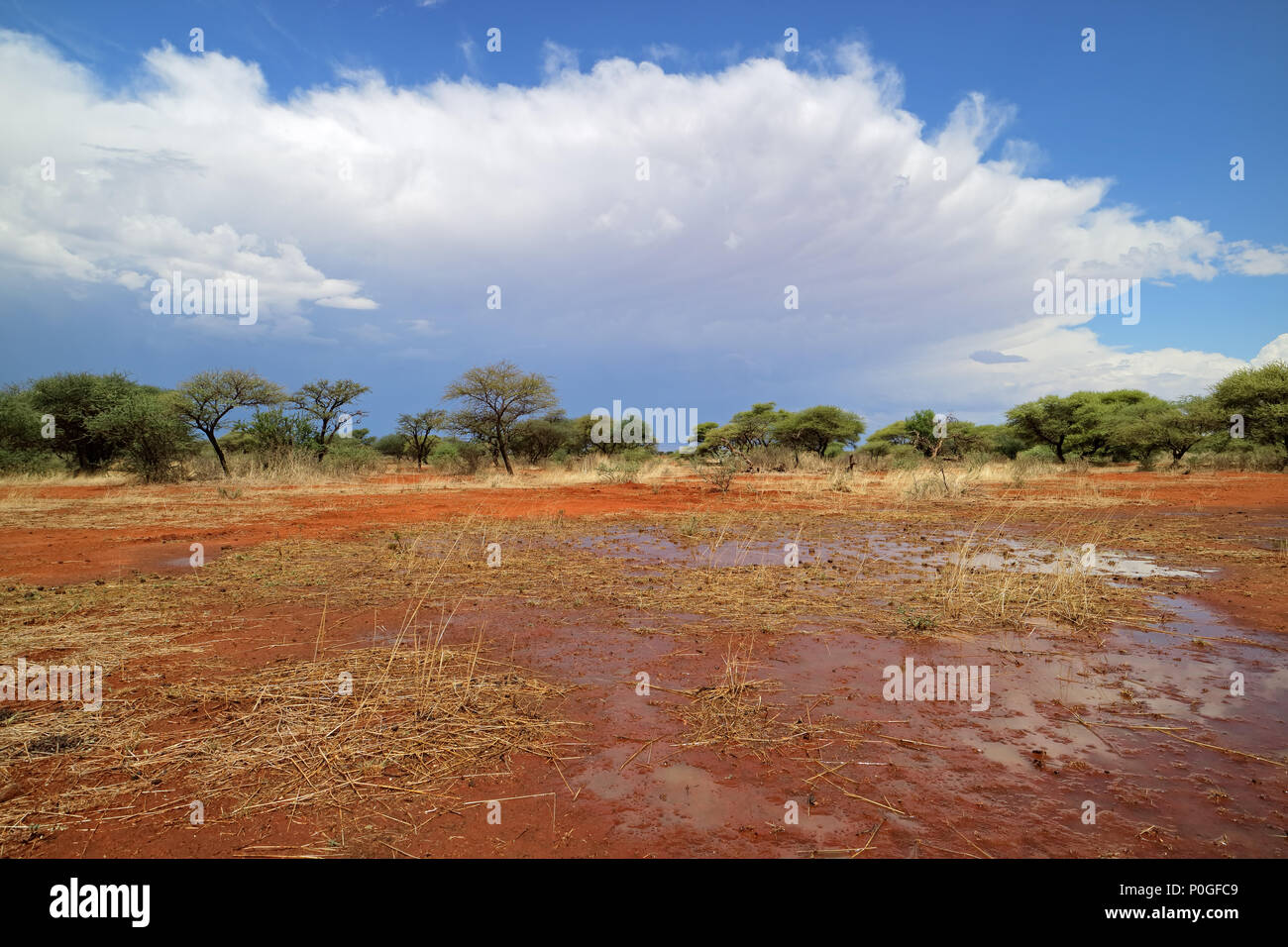 Afrikanische Savannenlandschaft nach Regen, Südafrika Stockfoto