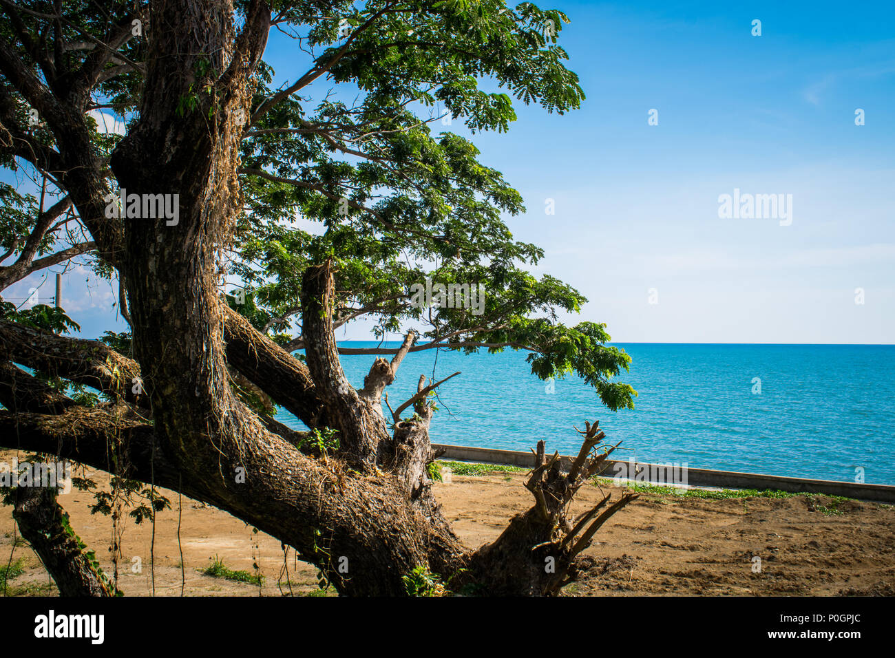 Ein Strand Szene, eine große, weitläufige Baum am Ufer vor dem Hintergrund der klaren blauen Himmel und Meer im Sommer Stockfoto