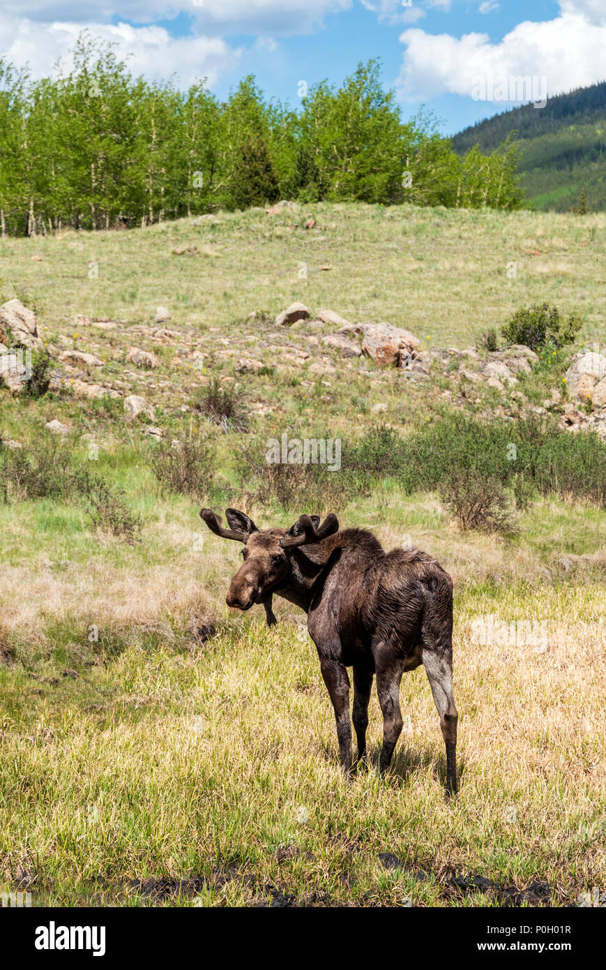 Wild Bull Elch (Alces alces); Kenosha Pass, zentrale Colorado, USA Stockfoto
