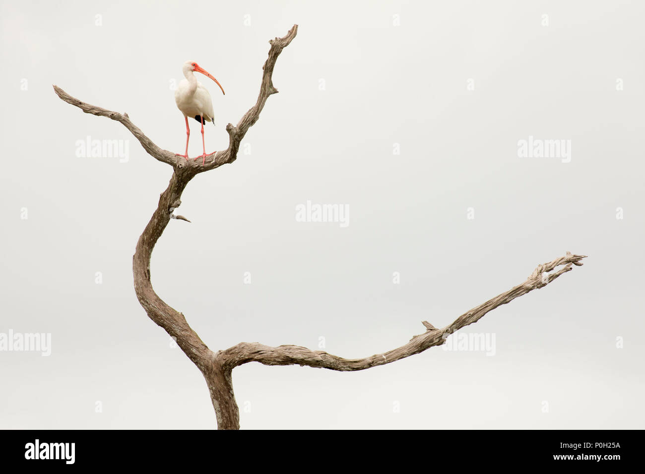 White ibis (Eudocimus albus), Green Cay Nature Center, Boynton Beach, Florida Stockfoto