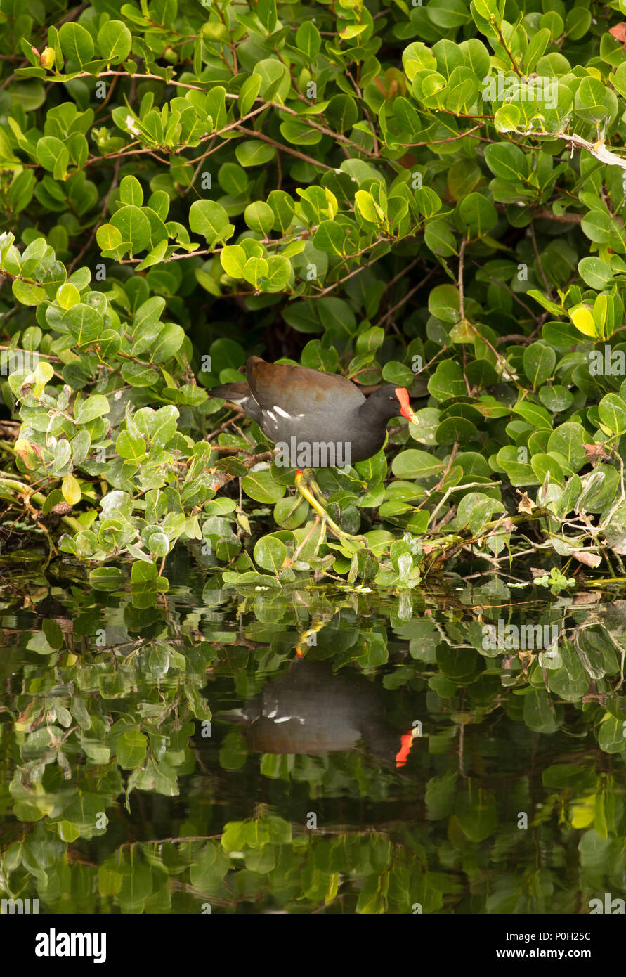 (Common gallinule Gallinula galeata), Green Cay Nature Center, Boynton Beach, Florida Stockfoto