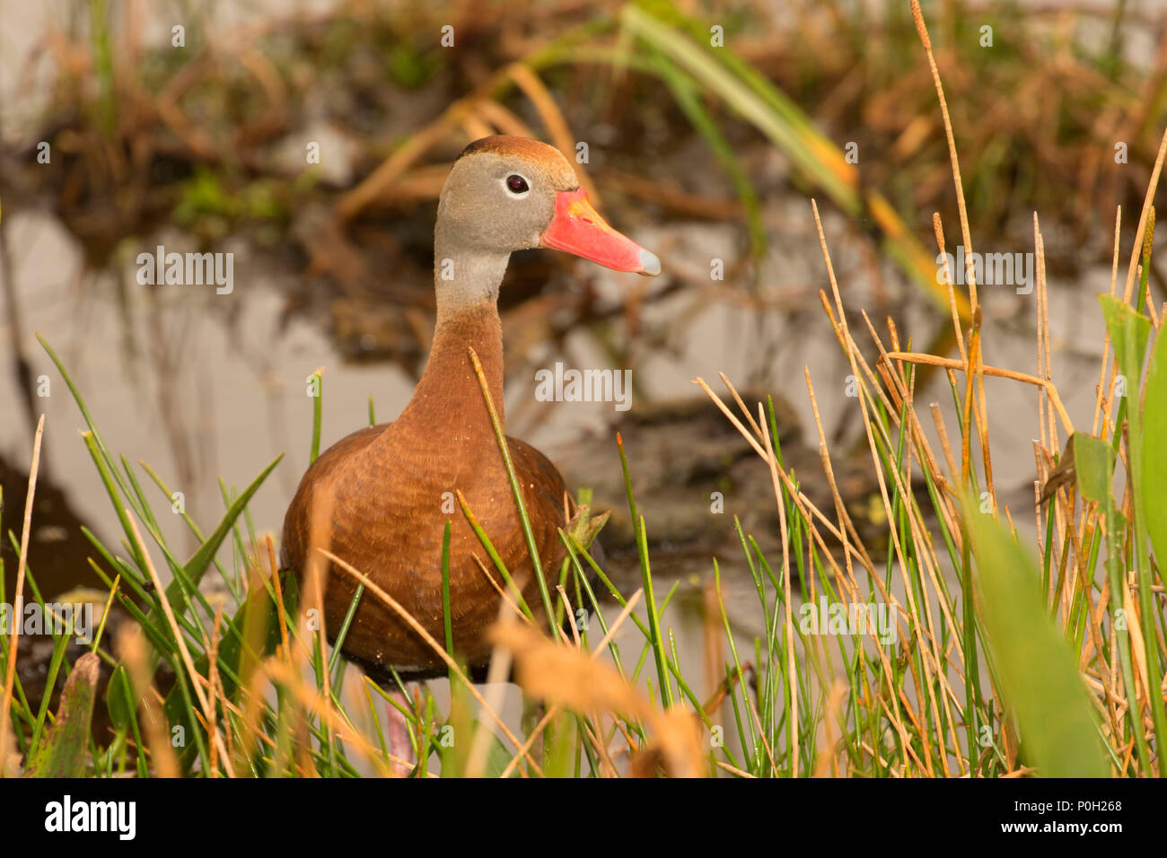 Schwarz-bellied pfeifen - duck (Dendrocygna autumnalis), Green Cay Nature Center, Boynton Beach, Florida Stockfoto