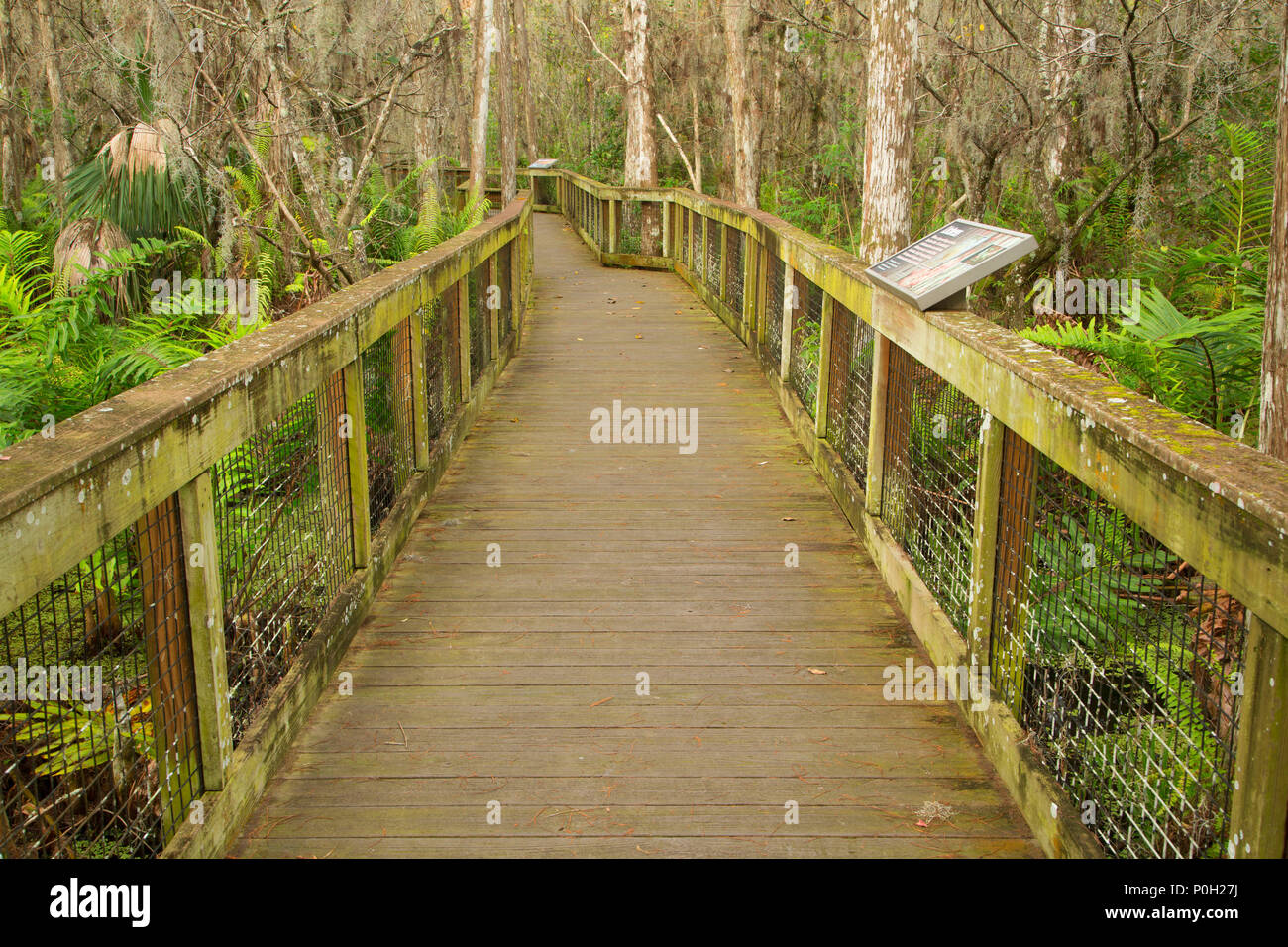 Cypress Boardwalk, Arthur R. Loxahatchee National Wildlife Refuge, Florida Stockfoto