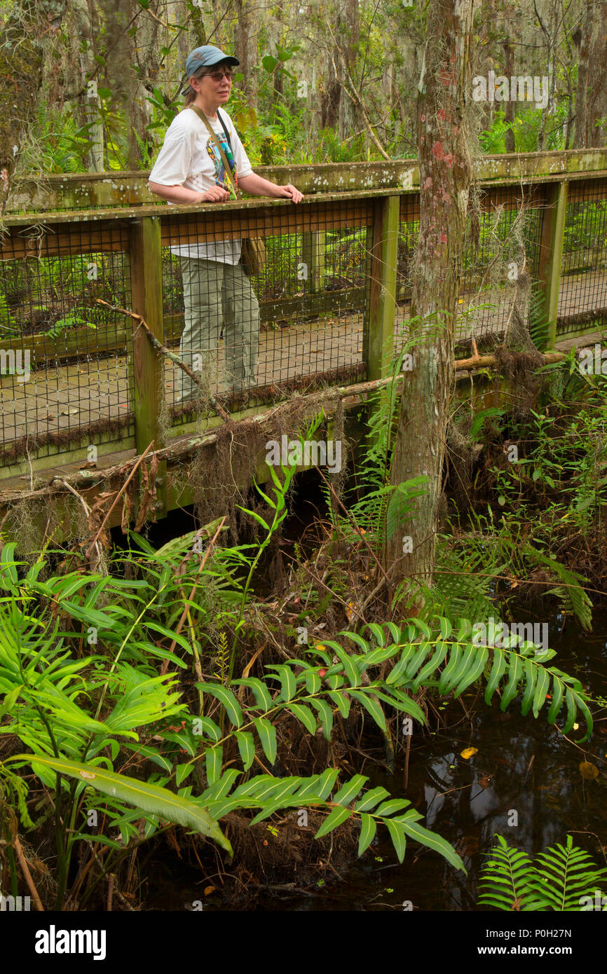 Cypress Boardwalk, Arthur R. Loxahatchee National Wildlife Refuge, Florida Stockfoto