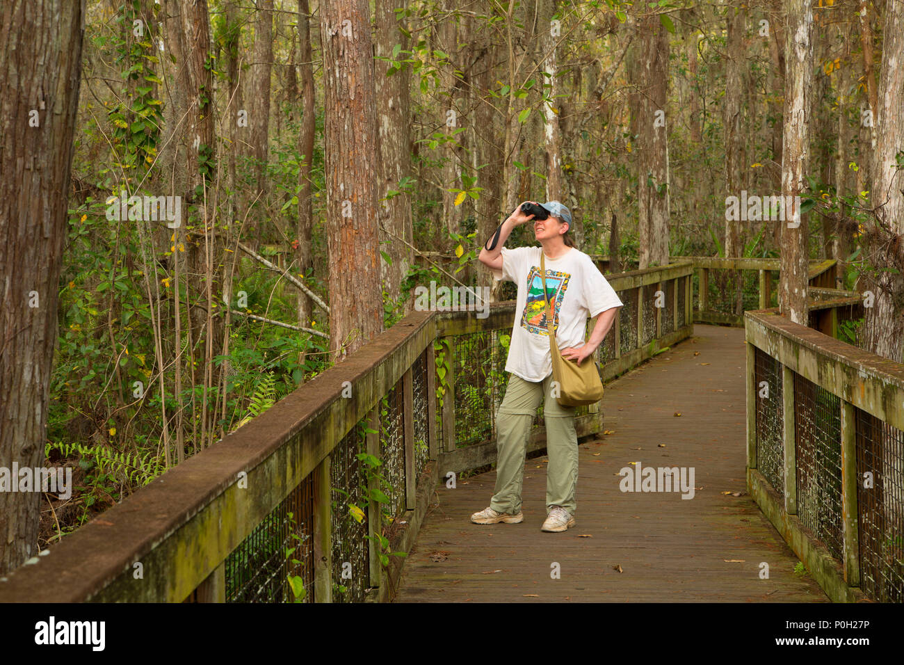 Cypress Boardwalk, Arthur R. Loxahatchee National Wildlife Refuge, Florida Stockfoto