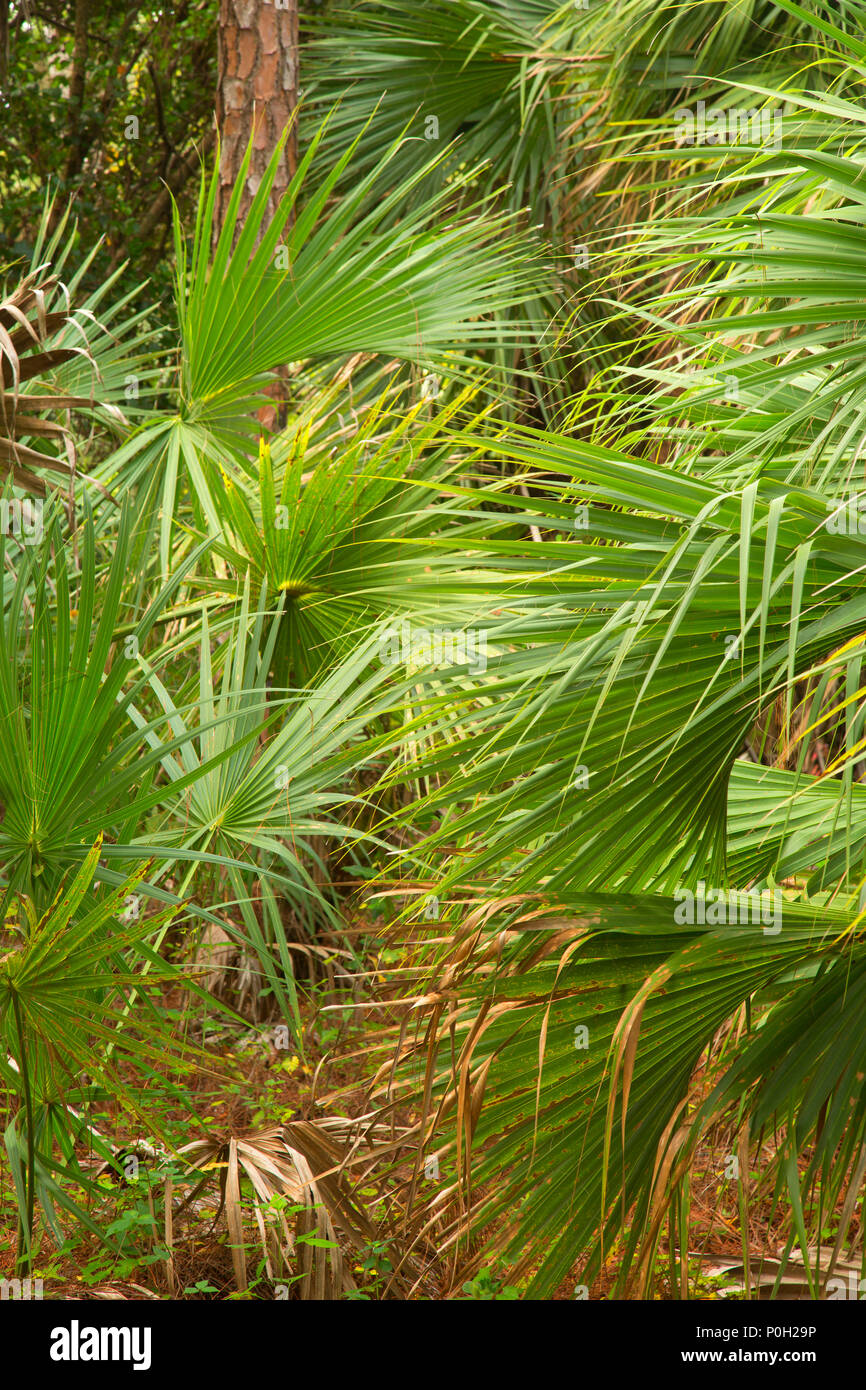 Palm Wald, Okeeheelee County Park, Palm Beach County, Florida Stockfoto