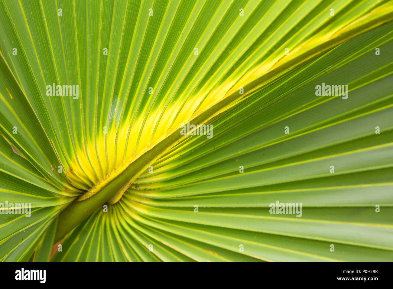 Kohl Palme Wedel, Okeeheelee County Park, Palm Beach County, Florida Stockfoto