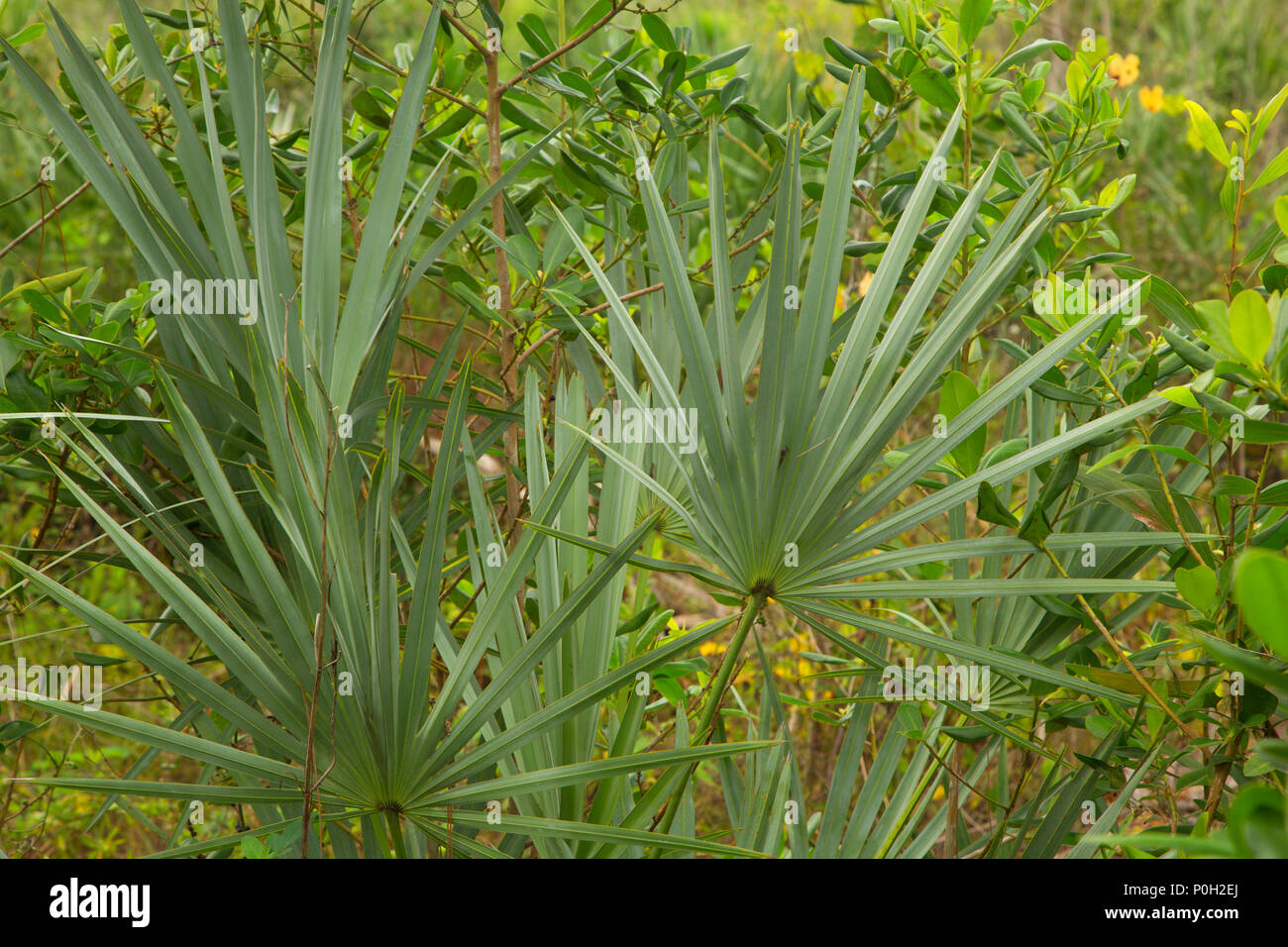 Wald entlang Cabbage Palm Trail, Royal Palm Beach Kiefern Natural Area, Florida Stockfoto
