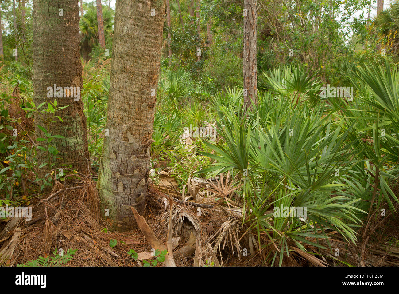 Wald entlang Cabbage Palm Trail, Royal Palm Beach Kiefern Natural Area, Florida Stockfoto