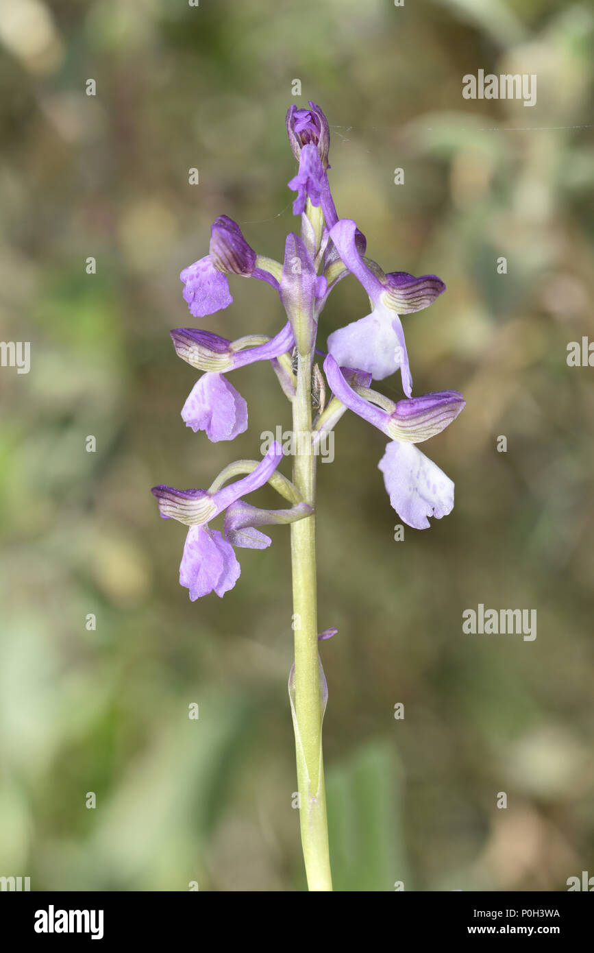 Anacamptis morio ssp. picta - Halbinsel Gargano, Italien Stockfoto