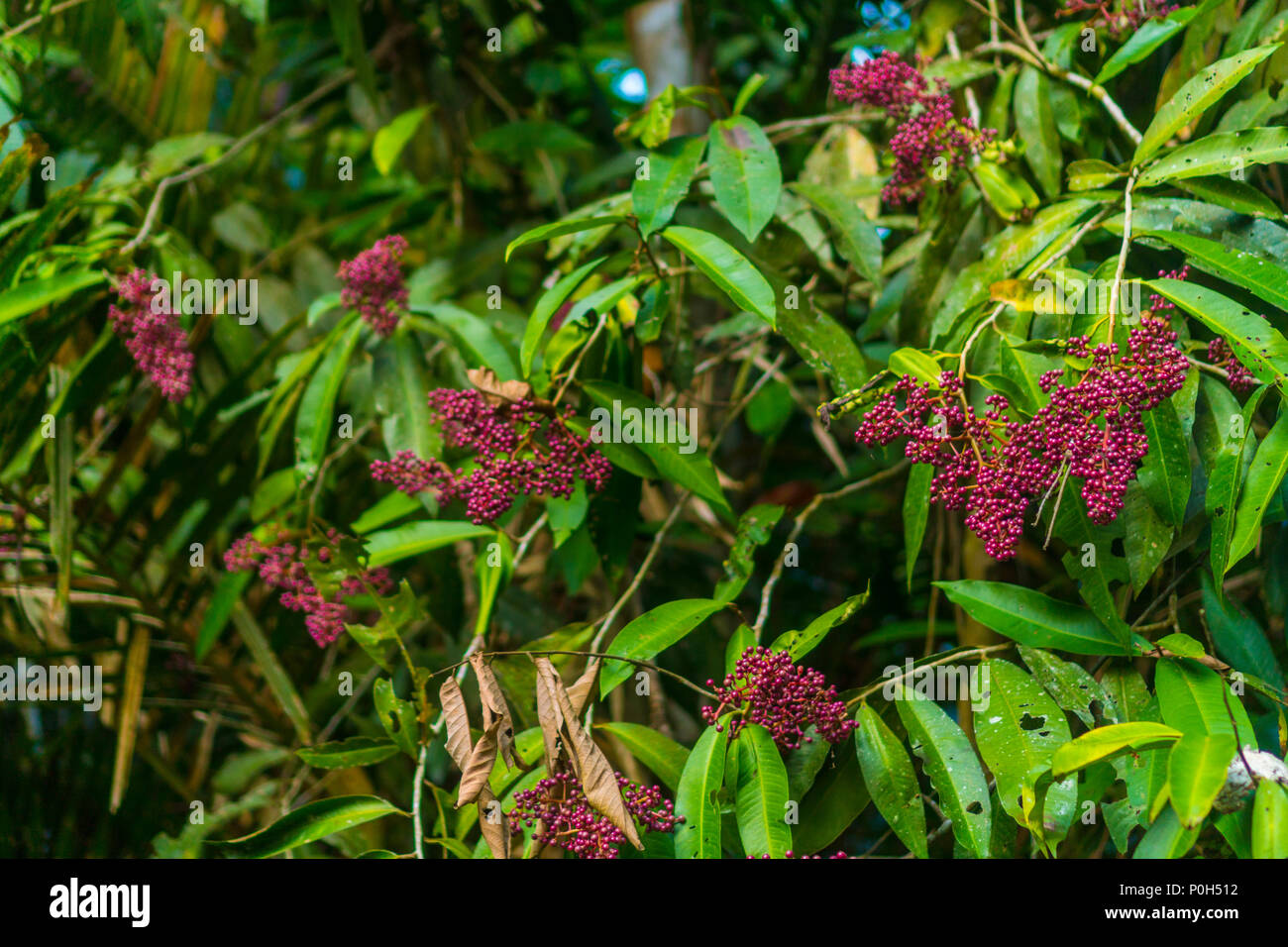 Bunte Farbe der Blume Baum im wilden Wald Stockfoto