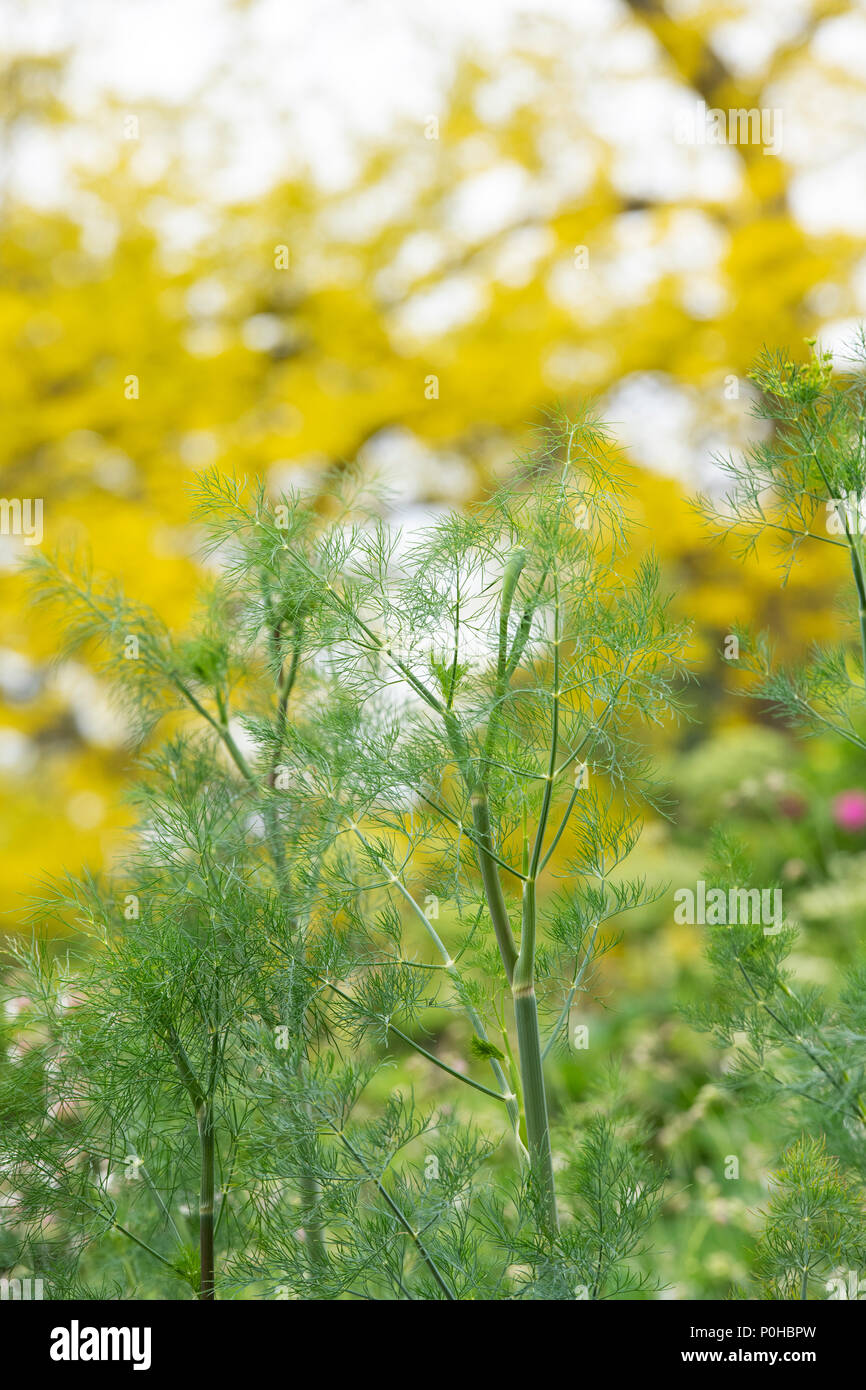 Anethum graveolens. Dill wächst in einen englischen Garten. Großbritannien Stockfoto