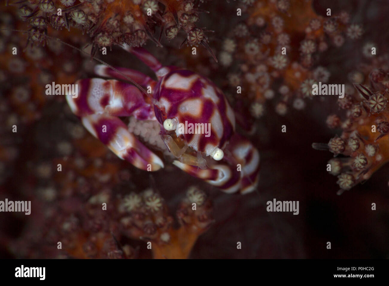 Soft Coral Crab (Lissoporcellana nakasonei Porzellan) Durchführung der Eier. Bild wurde in Anilao, Philippinen genommen Stockfoto