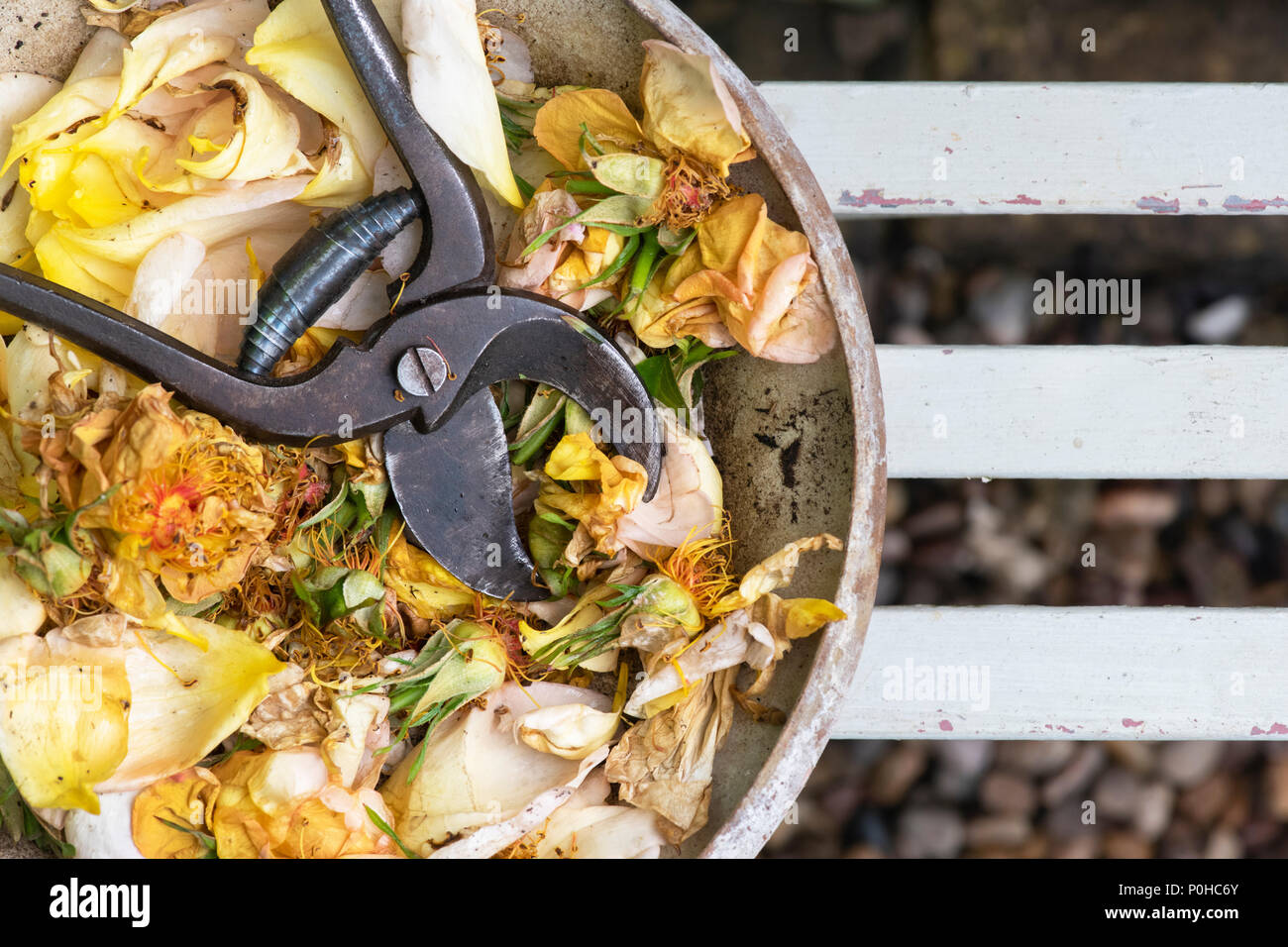 Mähdreschermonitor Rosa Bin aigold 'Blumen mit Vintage gartenschere in einer Schüssel auf eine Gartenbank. Großbritannien Stockfoto
