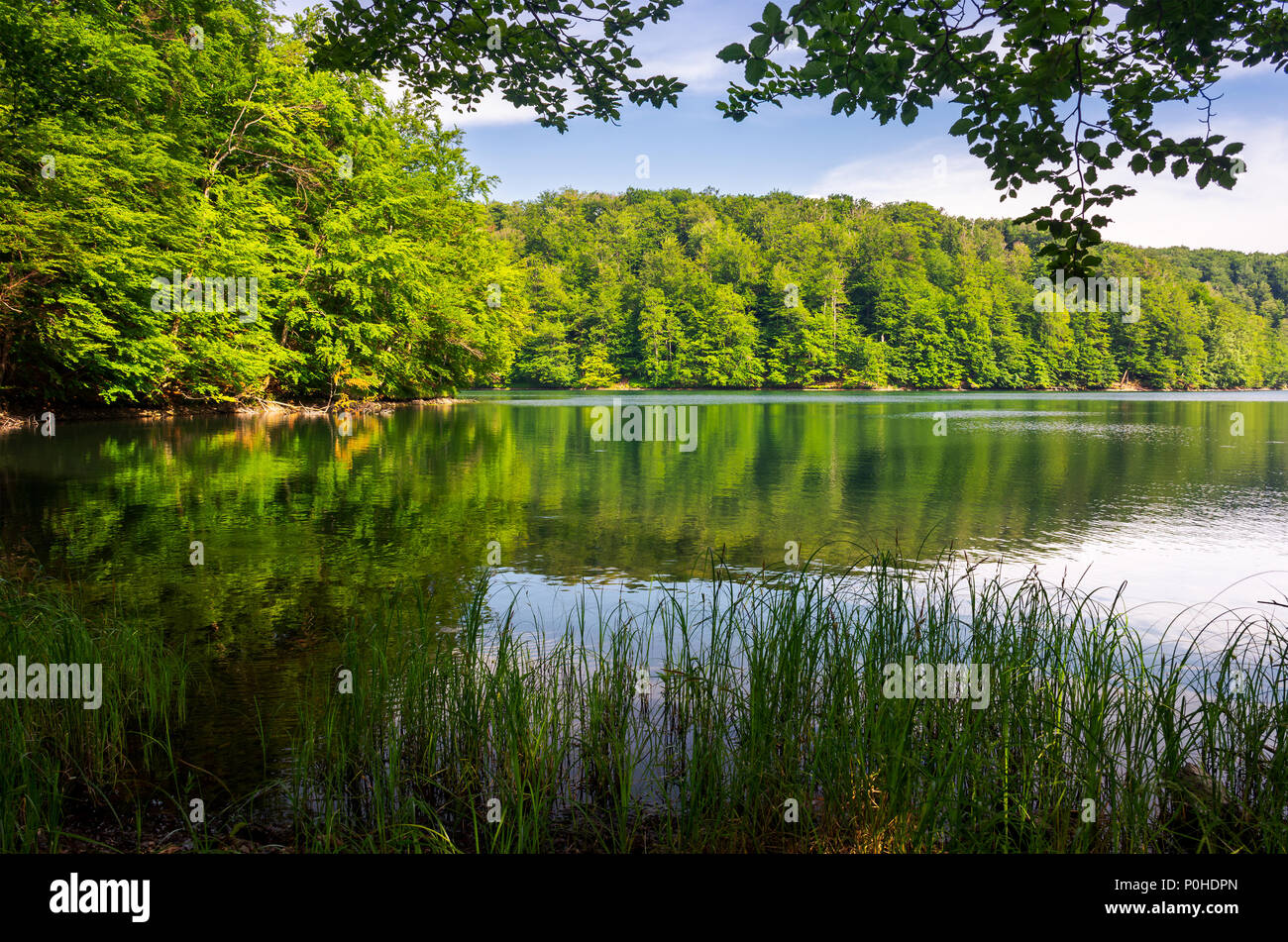 Morske Oko See Unter Urzeitliche Buchenwald Mit Grasbewachsenen Ufer Schone Vihorlat Landschaft Der Slowakei Im Sommer Saubere Umwelt Konzept Stockfotografie Alamy