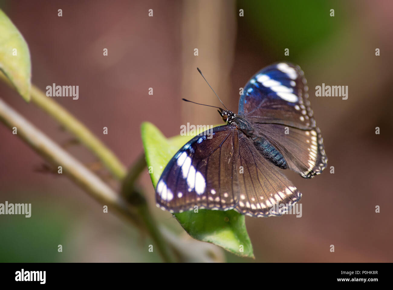 Gemeinsame Eggfly - Hypolimnas bolina, schöne farbige Schmetterling aus asiatischen und australischen Büsche und Wälder. Stockfoto