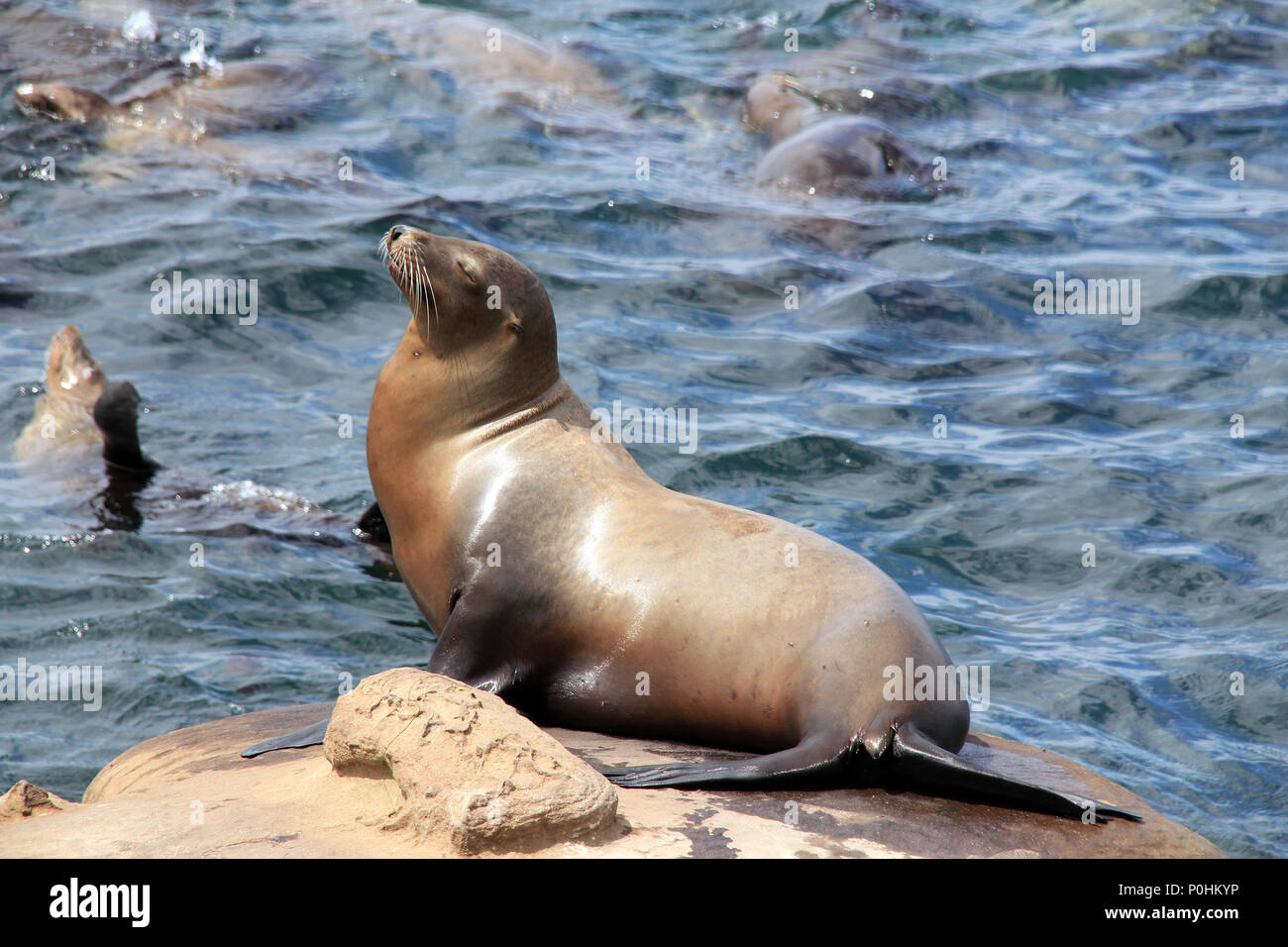 Kalifornien Seelöwe (Zalophus Californianus) auf einem Felsen, La Holla, Kalifornien, Vereinigte Staaten von Amerika Stockfoto