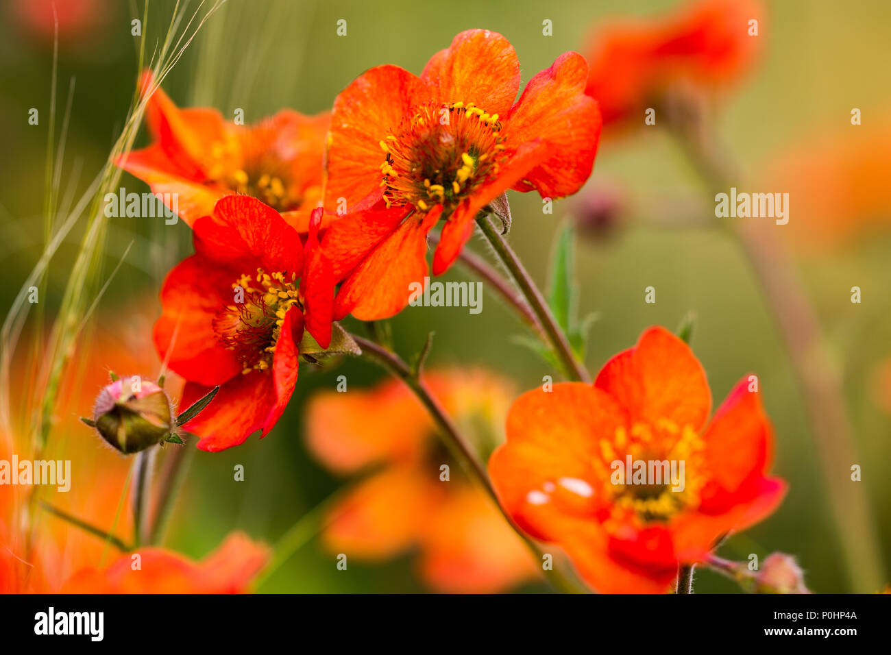 Chatsworth, Großbritannien. 9 Jun, 2018. Geum Summer Breeze RHS Chatsworth Flower Show, UK. Credit: Athina England/Alamy Leben Nachrichten. Stockfoto