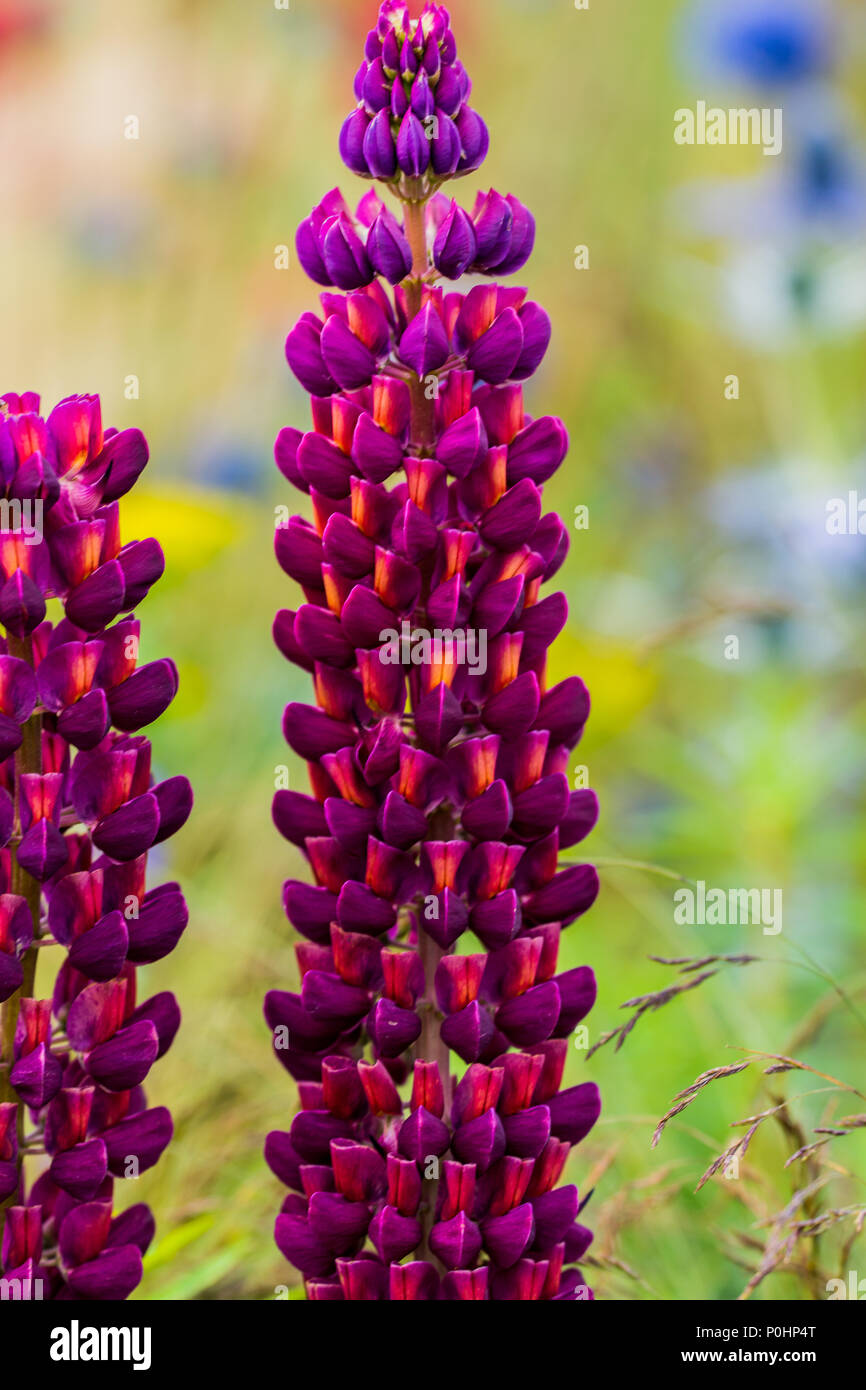 Chatsworth, Großbritannien. 9 Jun, 2018. Lila und Orange Lupin Mind the Gap: Halten Bienen unterwegs RHS Chatsworth Flower Show, UK. Credit: Athina England/Alamy Leben Nachrichten. Stockfoto