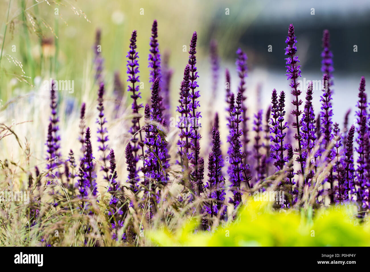 Chatsworth, Großbritannien. 9 Jun, 2018. Salvia und Gras Summer Breeze RHS Chatsworth Flower Show, UK. Credit: Athina England/Alamy Leben Nachrichten. Stockfoto