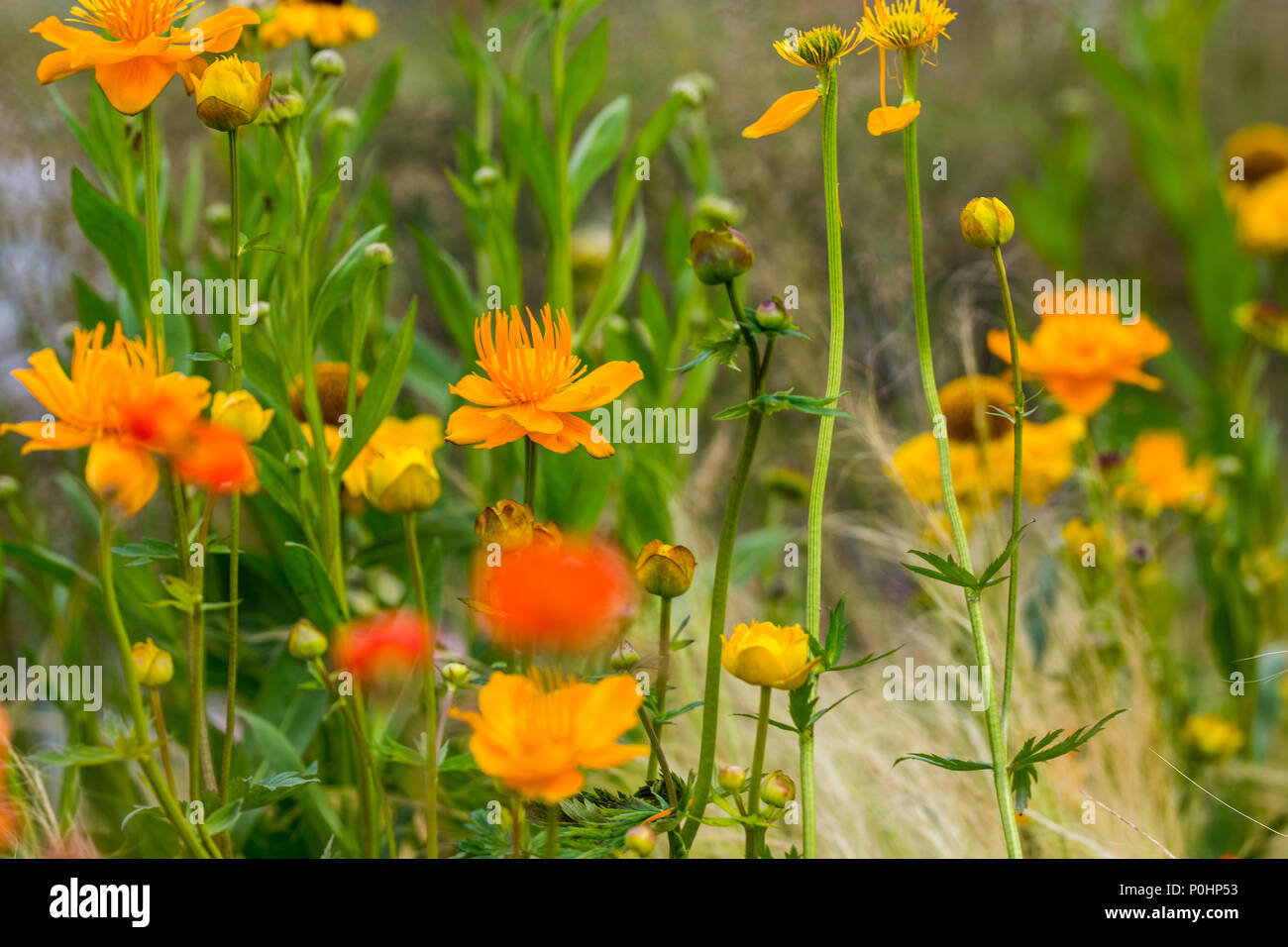 Chatsworth, Großbritannien. 9 Jun, 2018. Summer Breeze lange Boarder RHS Chatsworth Flower Show, UK. Credit: Athina England/Alamy Leben Nachrichten. Stockfoto