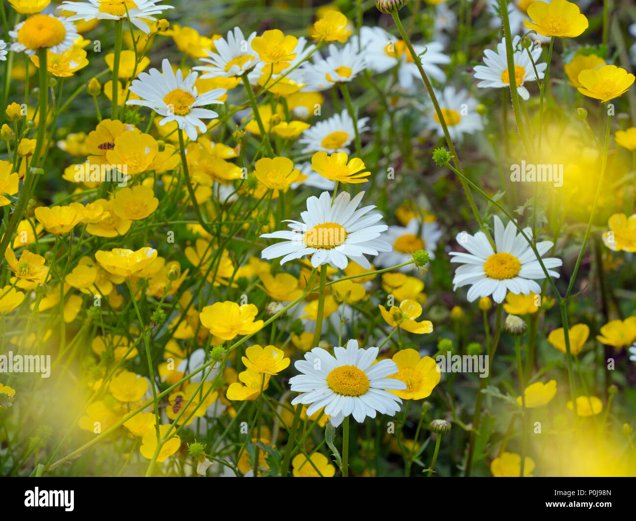 Ochsenaugen-Gänseblümchen Leucanthemum vulgare in Wiese Stockfoto