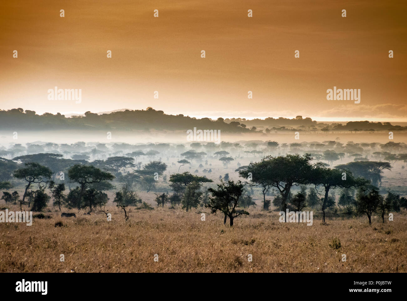 Serengeti Morgennebel Stockfoto