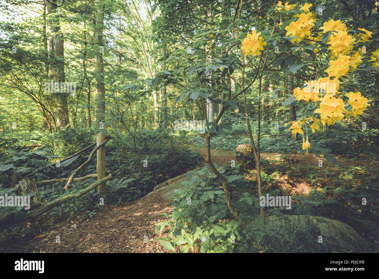 Flamme Azalee (Rhododendron calendulaceum) orange Blüte Blüten im späten Frühjahr bei Dämmerung in Stellung vintage Stockfoto