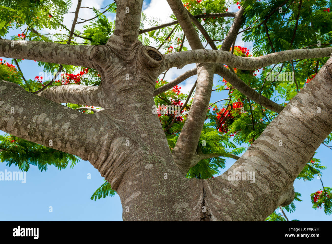 Trunk & leuchtend rote Blumen; Royal Poinciana; Delonix regia; Flame Tree; South Central Florida, USA Stockfoto