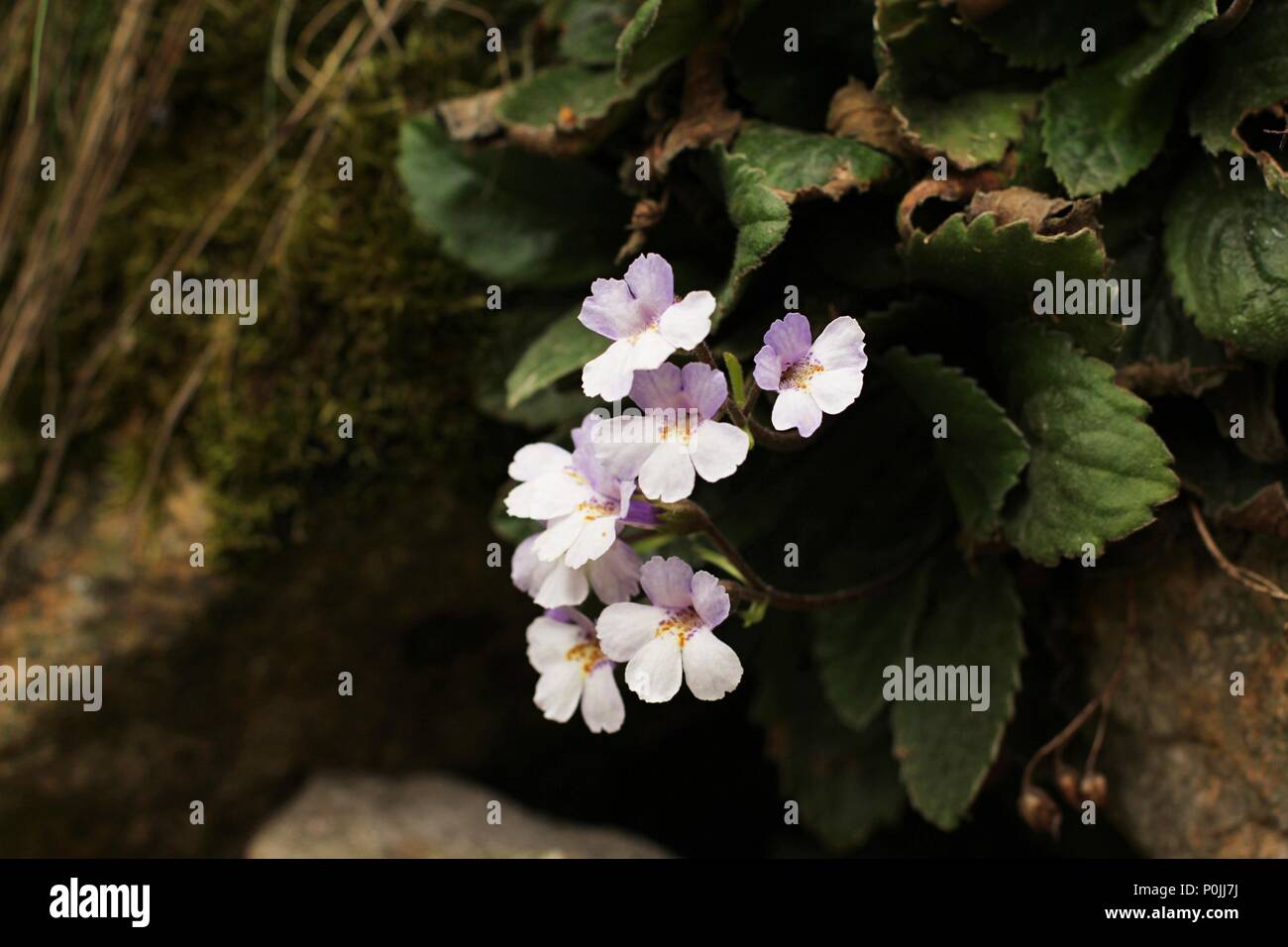 Blumen von seltenen und endemischen Pflanzen poikilohydric Haberlea rhodopensis Stockfoto