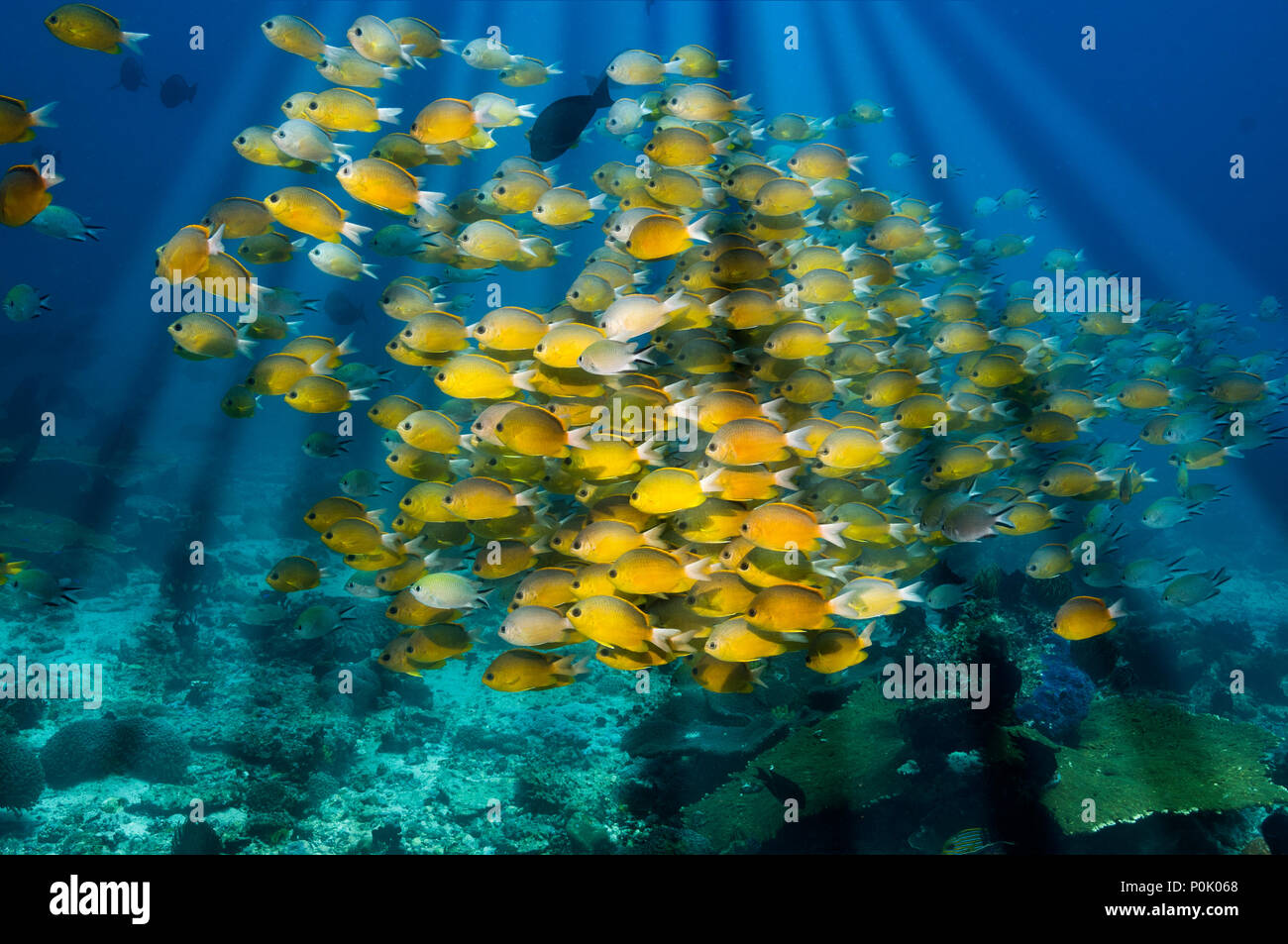 Philippinische chromis [Chromis scotochiloptera] Schule mit Sonnenstrahlen. Indonesien. Stockfoto