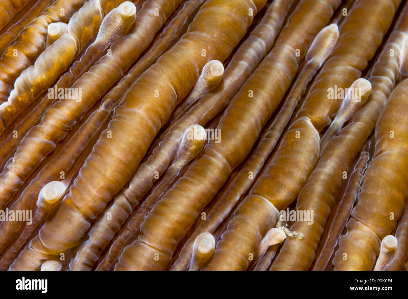 Mushroom Coral [Fungia sp.] schließen. Lembeh Strait, Nord Sulawesi, Indonesien. Stockfoto