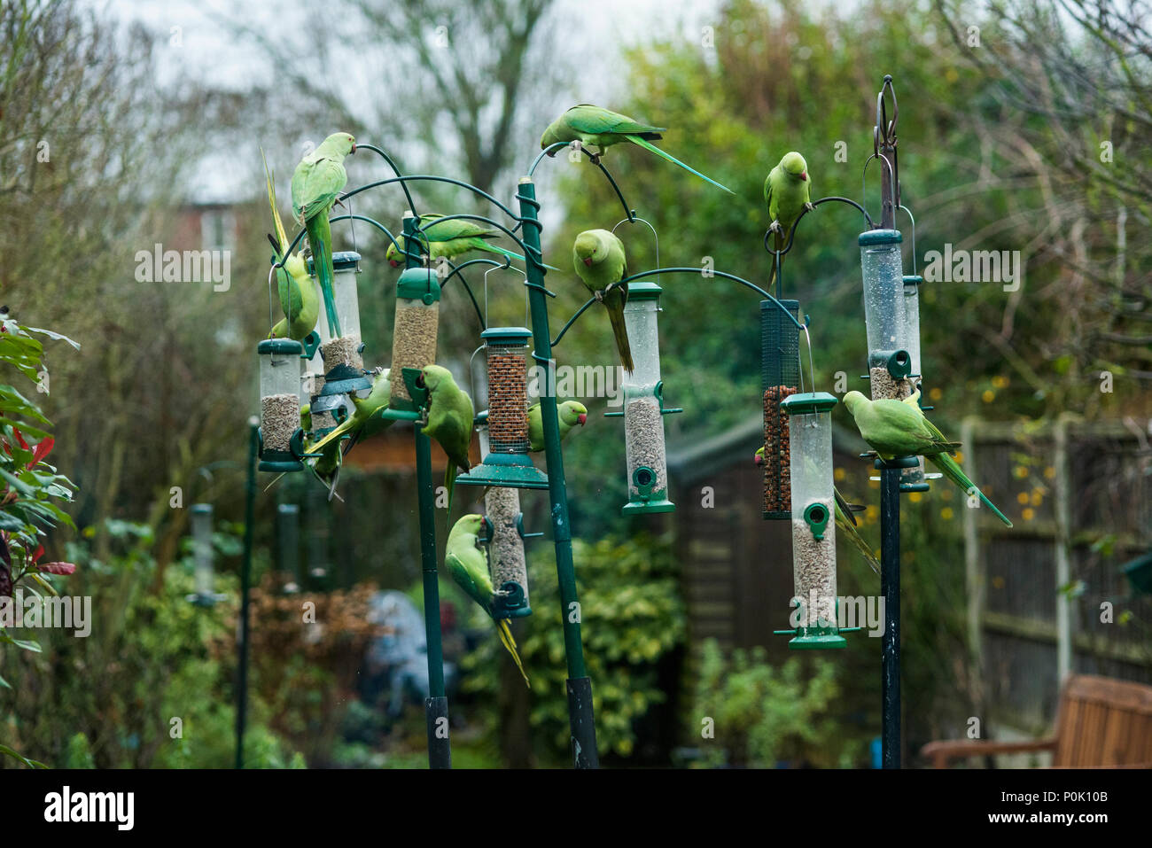 Rose-beringt oder Ring-necked Parakeet (geflohen waren) am Futterhäuschen im Stadtgarten.  London, UK. Stockfoto