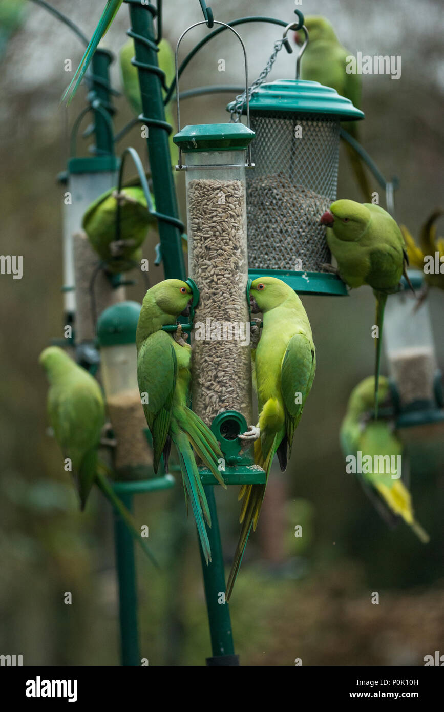 Rose-beringt oder Ring-necked Parakeet (geflohen waren) am Futterhäuschen im Stadtgarten.  London, UK. Stockfoto