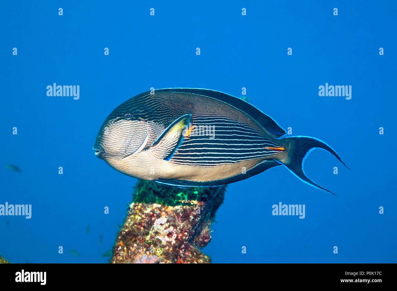Sohal Doktorfische [Acanthurus sohal]. Heftig territoriale. Das rote Meer und die Arabischen Meer endemisch. Ägypten, Rot Stockfoto