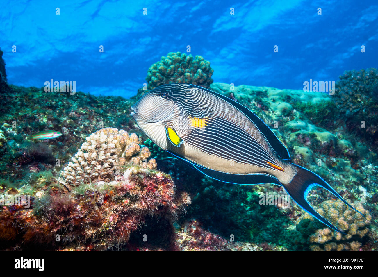 Sohal Doktorfische [Acanthurus sohal]. Heftig territoriale. Das rote Meer und die Arabischen Meer endemisch. Ägypten, Rot Stockfoto