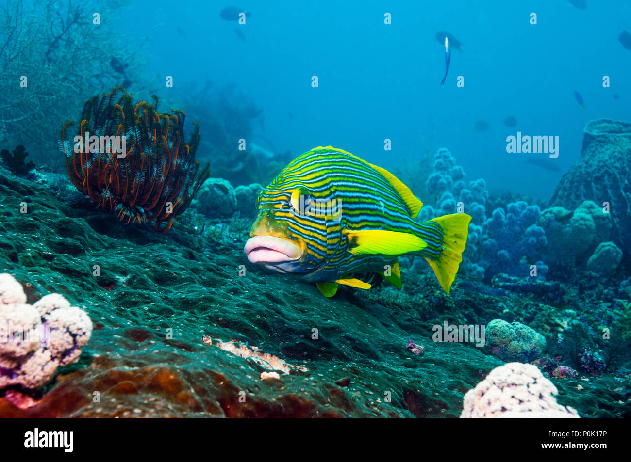 Plectorhinchus polytaenia Ribbon Süßlippen []. West Papua, Indonesien. Stockfoto