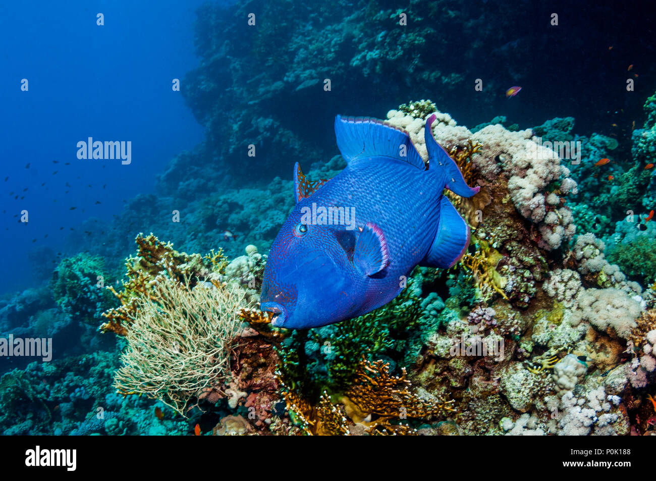 Blau oder gewellter Drückerfisch [Pseudobalistes fuscus]. Rotes Meer, Ägypten. Stockfoto