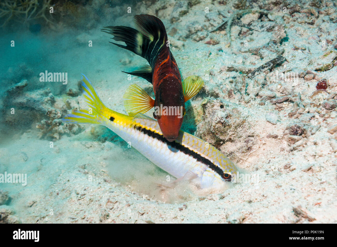 Redbanded oder Redbreasted lippfisch (Cheilinus quinquecinctus) nach einer Dash-und-dot Meerbarben (Parapeneus barbarinus) Graben im Sand zu essen. Stockfoto