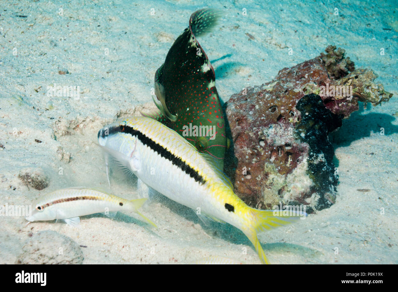 Abudjubbe's Glanz lippfisch (Cheilinus abudjubbe) nach einer Dash-und-dot Meerbarben (Parupeneus barbarinus) Graben im Sand. Ägypten, Rotes Meer. Stockfoto